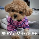 루루강아지 | 펫데일리에서 산 강아지실내복 졸귀탱이에요..💕