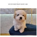 도그마루 강아지고양이 의정부노원점 이미지