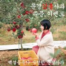 이벤트종료★ 열방농장의 문경 부사와 감홍사과 :: 한번 맛보면 잊을수없는 최고의 당도!!