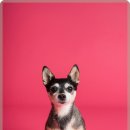 위드동물병원 이미지