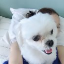 개똥이 이미지