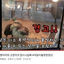 오늘자 폭력적이고 불쌍한 영상 올린 유튜버 매탈남.jpg 이미지