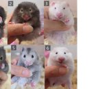 부산햄스터분양 행복햄 이미지