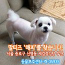 강아지를찾습니다/말티즈/수컷/서울시 종로구 신영동 세검정성당 부근 이미지