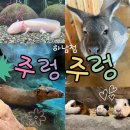 여우하품 | [하남] 스타필드 근처 도심 속 작은 동물의 숲••주렁주렁 하남점••