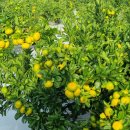 철이농장 이미지