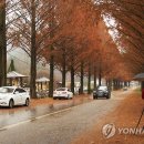 진안 메타세쿼이아길 이미지