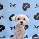 그루멍(groomung) 이미지