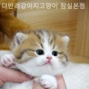 더 반려 강아지분양 고양이분양 잠실본점 이미지