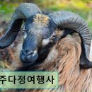 제주다정여행사