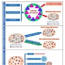 Re:비타민 C 암줄기세포(cancer stem cell)의 제거에 관한 2020년 리뷰논문 이미지