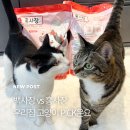 백사장 | 가성비 고양이모래 추천, 홍사장 vs 백사장 뭐가 더 좋을까?