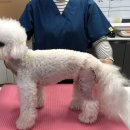 치료멍멍동물병원 이미지