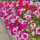 유동소교량 이미지