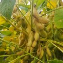 관촌신전마을 이미지