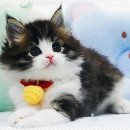 강남고양이분양 스타돌스 이미지