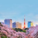 "항공권 '미리' 사두세요!!"... 2024 일본 지역별 벚꽃 개화시기 총정리 이미지