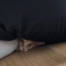 조재진 동물병원 이미지