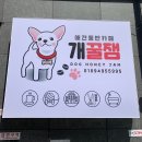 개꿀잼 애견카페 이미지