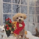 보미 펫 살롱 이미지