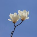 하얀언니 이미지