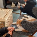 제주고양이