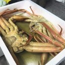 순천 &#34;다담&#34; 식자재마트 | 대게 구매 후기 (어이상실 주의)