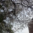 광주송정다가치문화도서관 | 광주 광산구 벚꽃 명소 송정다가치문화도서관