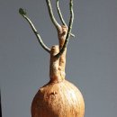 아프리카 케냐산 Adenium obesum, Kenya(케냐산 아데니움 오베숨) 이미지