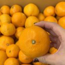 털보농장 | 내돈내산 제주도 귤 택배 추천 '털보네 감귤농장' 🍊🧡