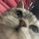 배약국 뒤 이미지