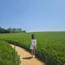 나라네농장 | [전북/고창군] 폭싹 속았수다 유채꽃 촬영지, 고창 청보리밭 &#34;보리나라 학원농장” 후기