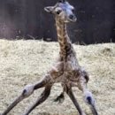 바디케어짐 이미지