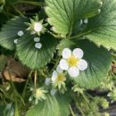 김순남 농장 | 대구근교 가볼만한곳 고령 딸기체험 [샹큼딸기네농장] 따자마자 바로 입으로 직행😋