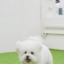 일비스튜디오