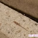 맑은물농원 이미지