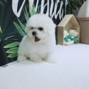 강아지분양 더펫 이미지