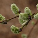 산너머남촌에는 이미지