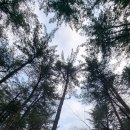 잣나무 이미지