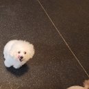 달콤한댕 이미지