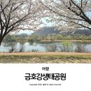 생태와대구 | 대구 숨은 벚꽃명소 가족 나들이 추천 금호강생태공원 꽃구경 개화 상태