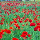 청주목장 이미지