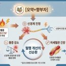 한약제제] 혈전억제와 혈액순환이 포인트말초동맥질환과 정맥·림프순환장애에 활용하는 한약제제 이미지
