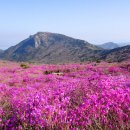 (주)나도주개 이미지