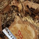 신갈나무(19살)-093-은평구 봉산 편백나무 숲 확장공사로 벌목된 나무 기록 이미지