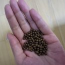 [공지] 예비신부의 다이어트 비법! 다이어트 환 3주 차 -8kg 감량 후기!!! 158cm, 44.00kg 달성!