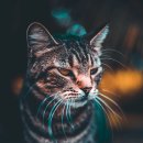 고양이 수염 이미지