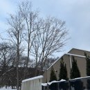 마이포레중미산 이미지