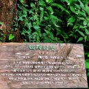 비자림 | 제주도 가볼만한곳 추천! 비자림 산책후기