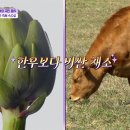 [종편] [톡파원 25시] 맛이 궁금해서 이탈리아 가고싶게 만드는 채소 아티초크 이미지